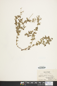 Galium pilosum image