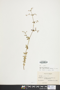 Galium pilosum image