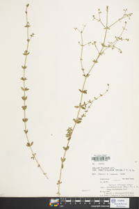 Galium pilosum image