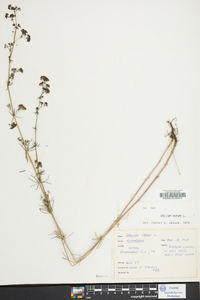 Galium verum image