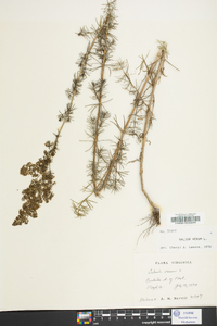 Galium verum image