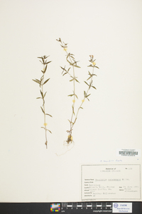 Houstonia longifolia image