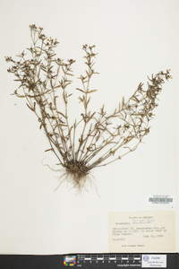 Houstonia longifolia image