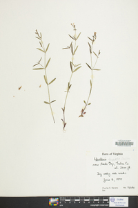 Houstonia longifolia image