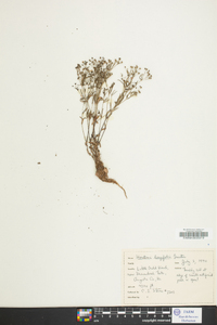 Houstonia longifolia image