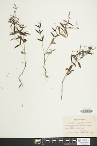 Houstonia longifolia image