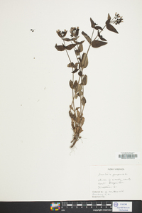 Houstonia purpurea image