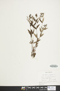 Houstonia purpurea image