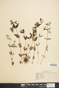 Houstonia purpurea image