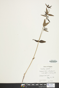 Houstonia purpurea image