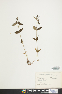 Houstonia purpurea image