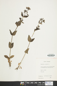 Houstonia purpurea image