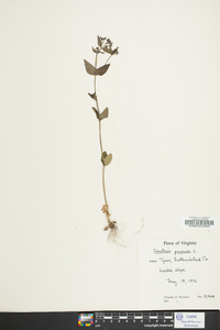 Houstonia purpurea image