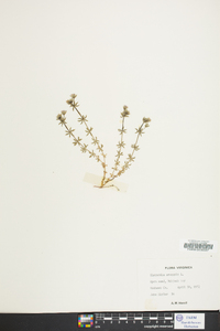 Sherardia arvensis image