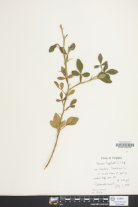 Poncirus trifoliata image