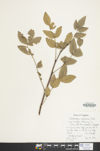 Zanthoxylum americanum image