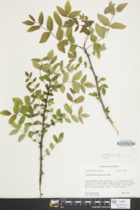 Zanthoxylum americanum image