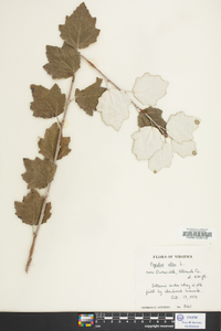 Populus alba image