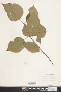 Populus grandidentata image