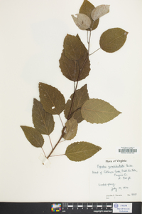 Populus grandidentata image