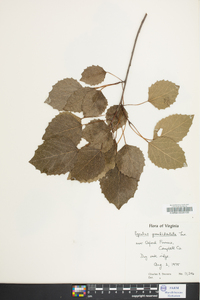 Populus grandidentata image