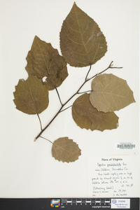 Populus grandidentata image