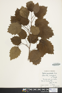 Populus grandidentata image