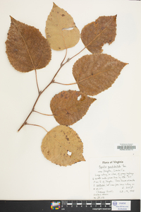 Populus grandidentata image