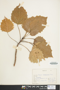 Populus grandidentata image