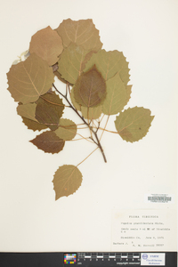 Populus grandidentata image