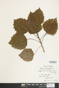 Populus grandidentata image