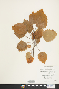 Populus grandidentata image