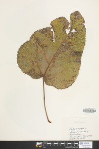 Populus heterophylla image