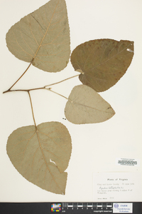 Populus heterophylla image