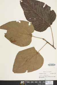 Populus heterophylla image