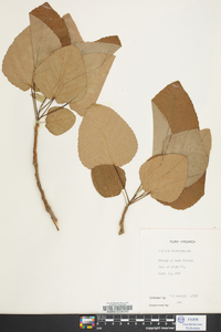 Populus heterophylla image