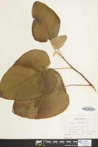 Populus heterophylla image