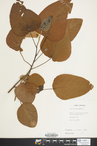 Populus heterophylla image