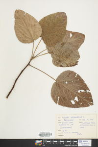 Populus heterophylla image