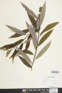 Salix alba image