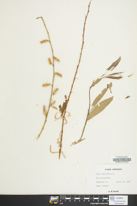 Salix babylonica image