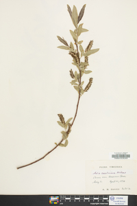 Salix caroliniana image