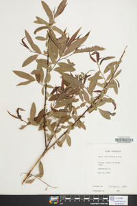 Salix caroliniana image