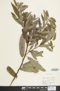 Salix caroliniana image