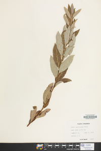 Salix caroliniana image