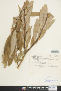 Salix caroliniana image