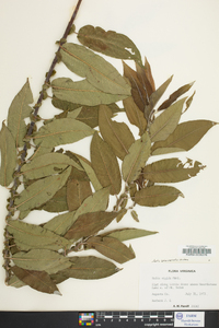 Salix rigida image