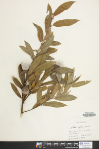 Salix rigida image