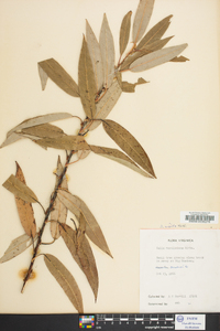 Salix rigida image