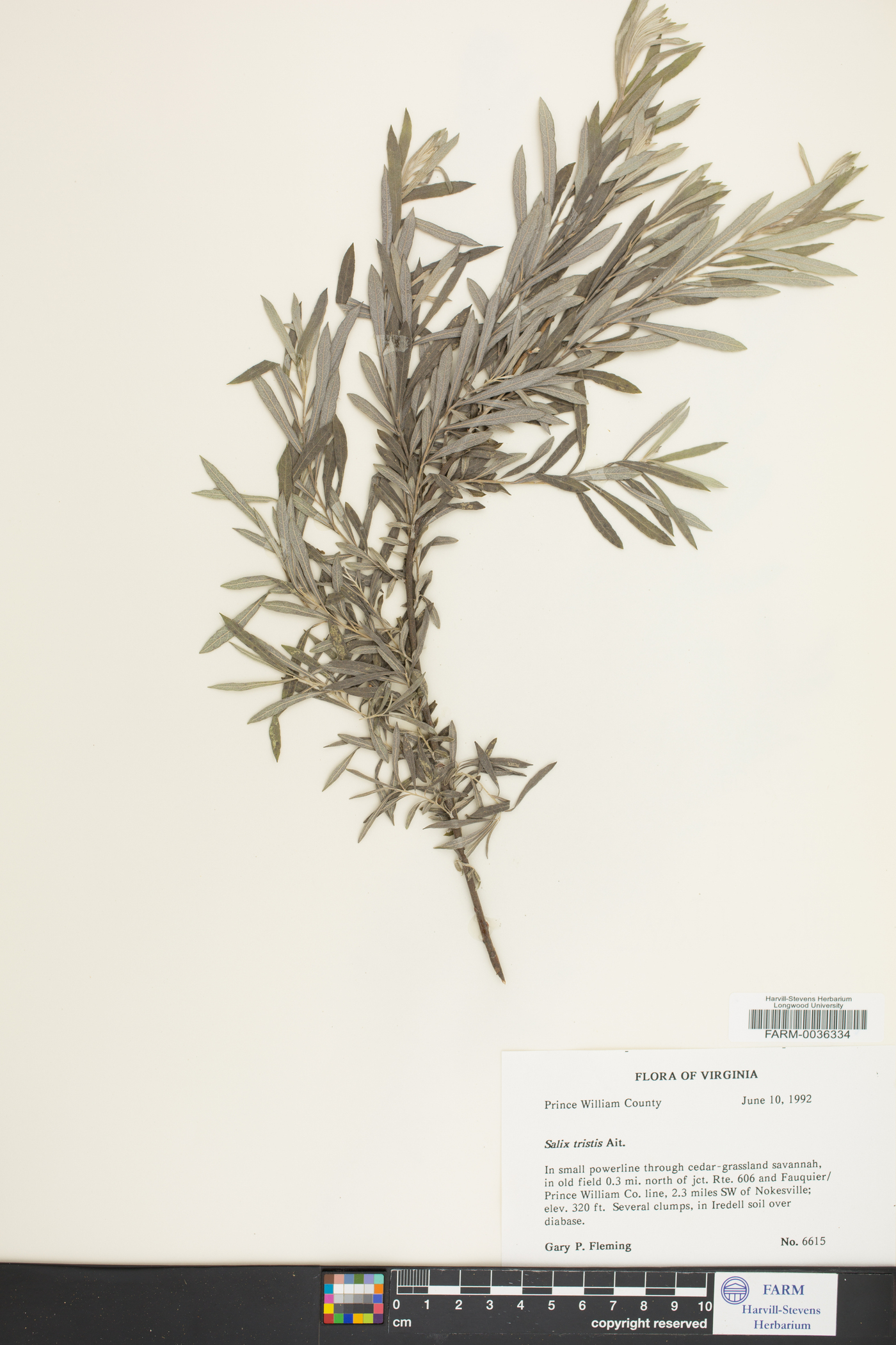 Salix tristis image